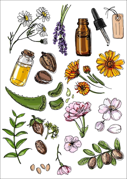 Vettore cosmetici naturali e medicina. un insieme di erbe e fiori dipinti linea nera su sfondo bianco.