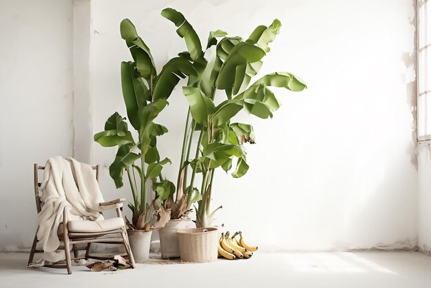 Natural green ornamental plants in a white pot on a wooden table and in a white background