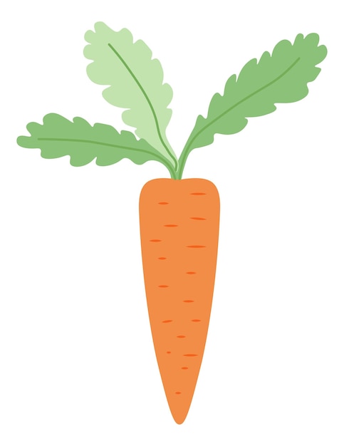 Natural and organic carrot with leaves vegetable