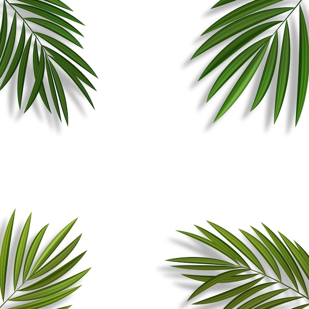 Natural Realistic Green Palm Leaf Tropical Background Vector illustration