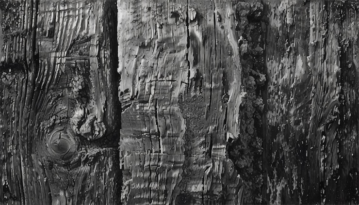 Vector natural weathered old elm texture background old wood texture and background