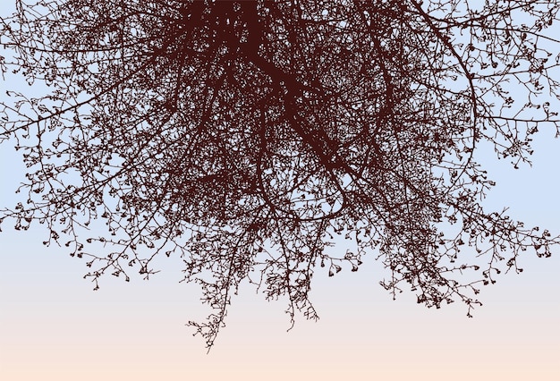 nature background of silhouettes fruit tree in autumn park against morning sky