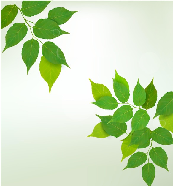 Nature background with green fresh leaves Vector illustration