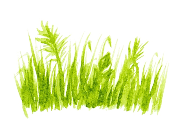 Nature background with green grass vector