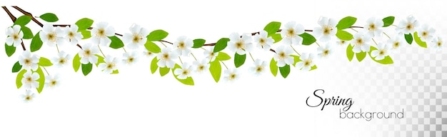 Vector nature background with spring blossom of cherry. vector.