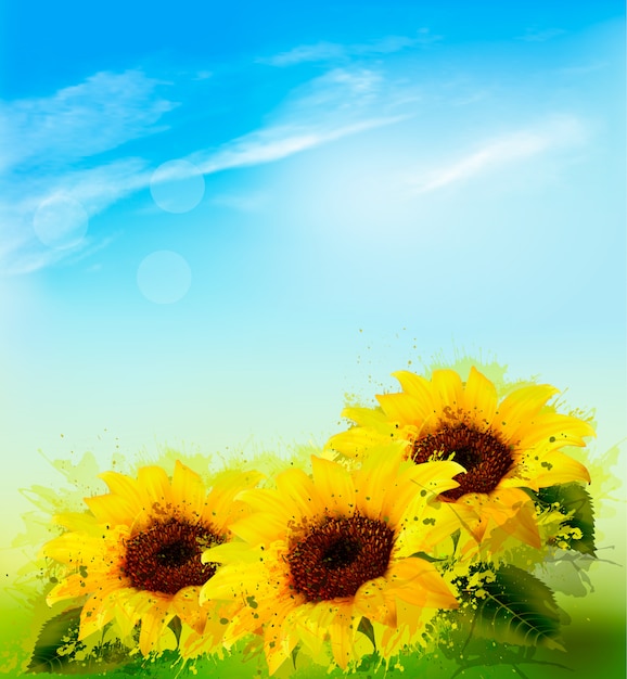 Nature background with sunflowers and blue sky.