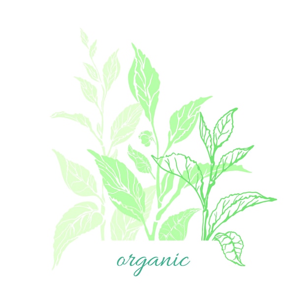 Nature card of tea tree bush leaves flower Organic medicina drink aroma beverage