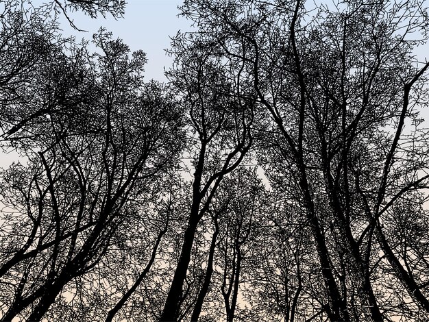 Natuur achtergrond van silhouetten loof kale bomen in de winter ochtend forest