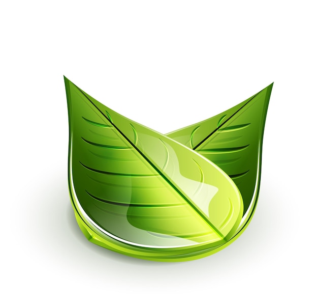 Natuur groen blad concept