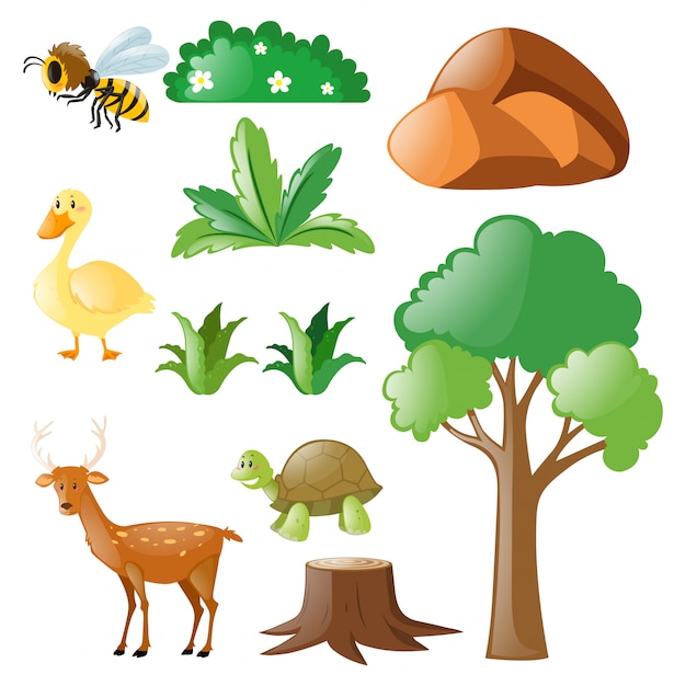 Natuur met dieren en planten