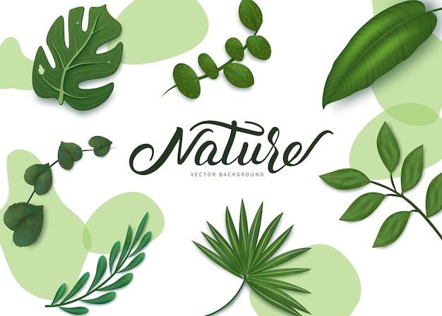 Natuur vector achtergrond. Natuur vector achtergrondtekst met bladeren element zoals monstera en palm.