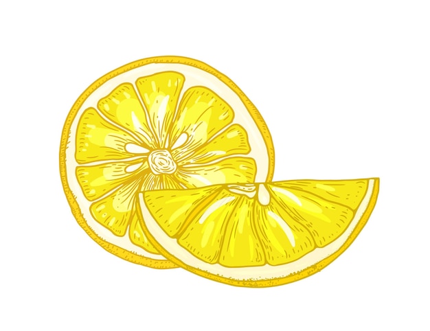 Natuurlijke gedetailleerde tekening van citroenen in stukjes gesneden geïsoleerd op een witte achtergrond.