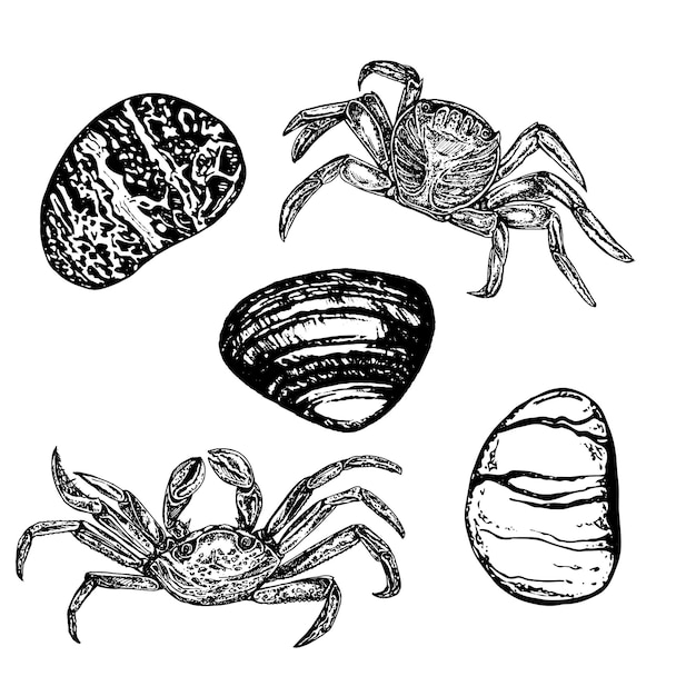 Nautical set collection of crabs and stones handdrawn graphics translated into vector illustration