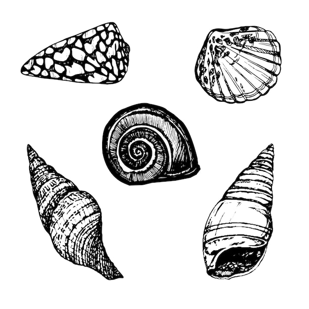 Nautical set of sea shells Black and white handdrawn graphics translated into vector illustration