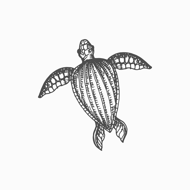 Vector nautical tortoise loggerhead isolated sea turtle