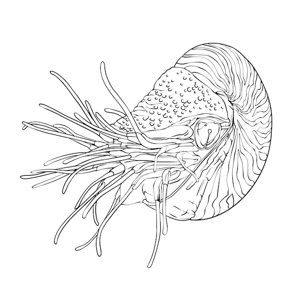 Nautilus mollusk black and white vector