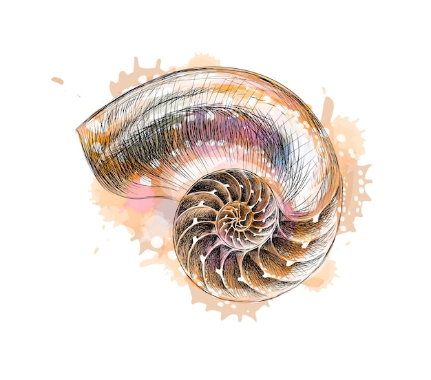 Sezione di conchiglia nautilus da una spruzzata di acquerello, schizzo disegnato a mano. illustrazione di vernici