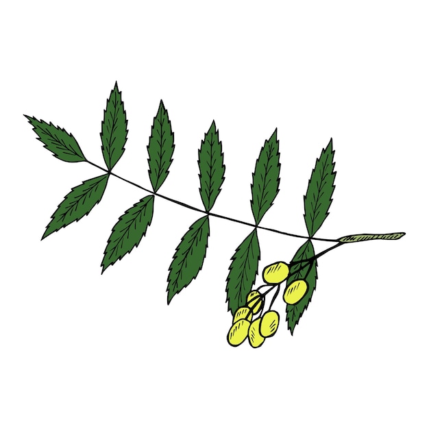 Vector neem in color