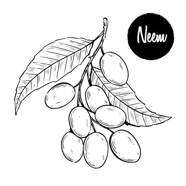 스케치 스타일의 Neem 그림 핸드 드로잉 의료 식물 neem 잎과 과일