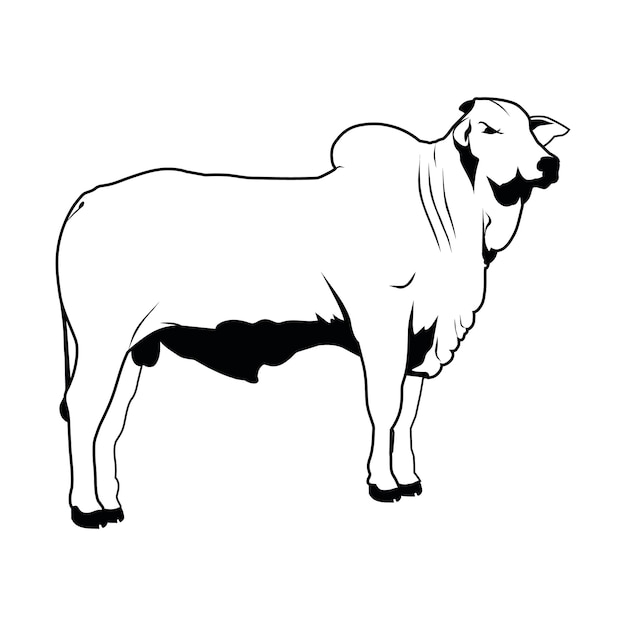 Vector nelore cattle illustration