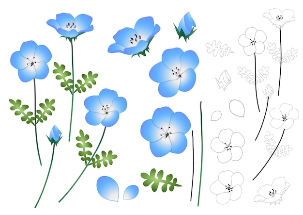 Profilo di nemophila baby blue eyes flower