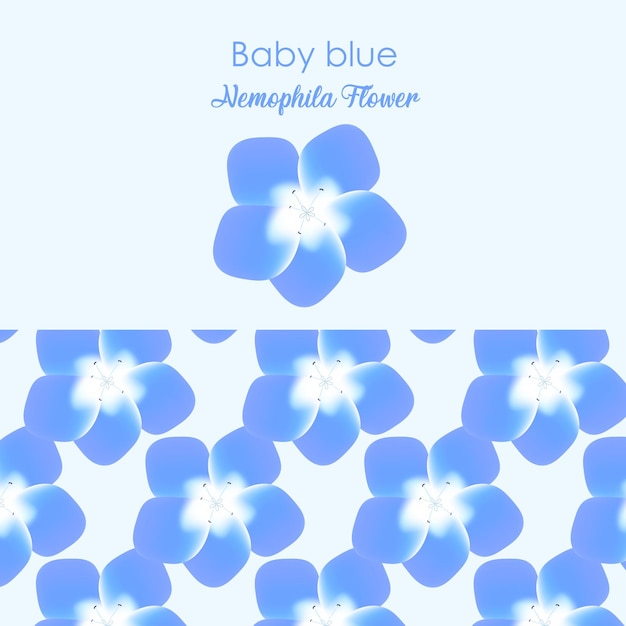 Nemophila Baby Blue Eyes Flower