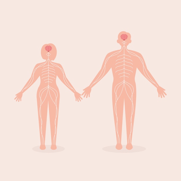 인간 신경 기관 시스템 평면 일러스트레이션