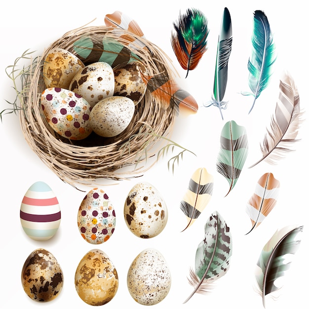 Vector nest with easter eggs and feathers