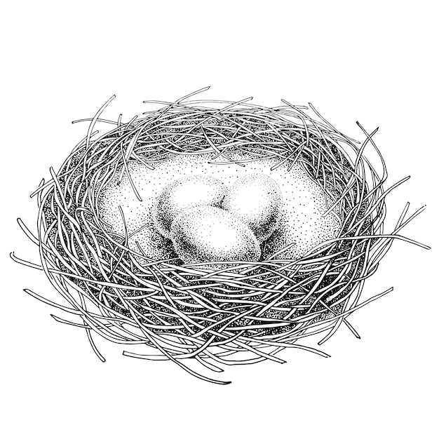 Vector nest with three eggs engraving style black ink pen black and white vector illustration