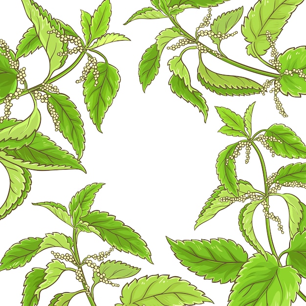 Vector nettle vector frame