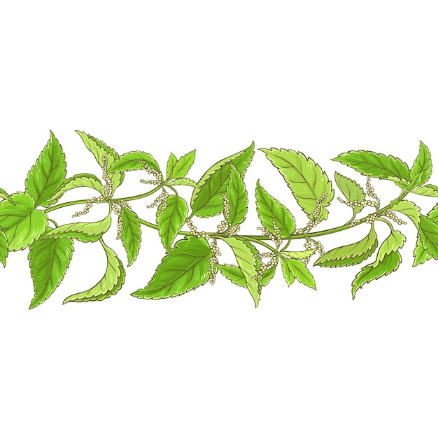 Nettle vector pattern