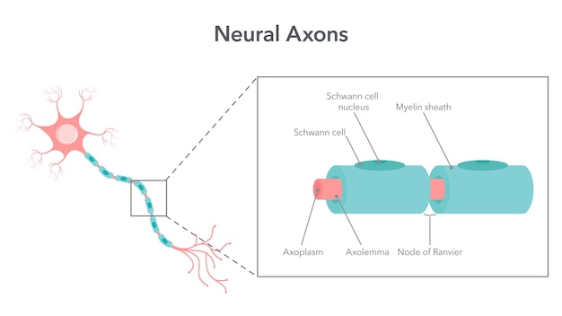 Neural axon diagram vector illustration graphic