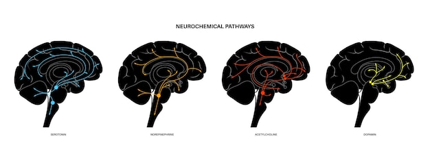Neurochemische route in de hersenen. serotonine, dopamine, acetylcholine en noradrenaline diagram