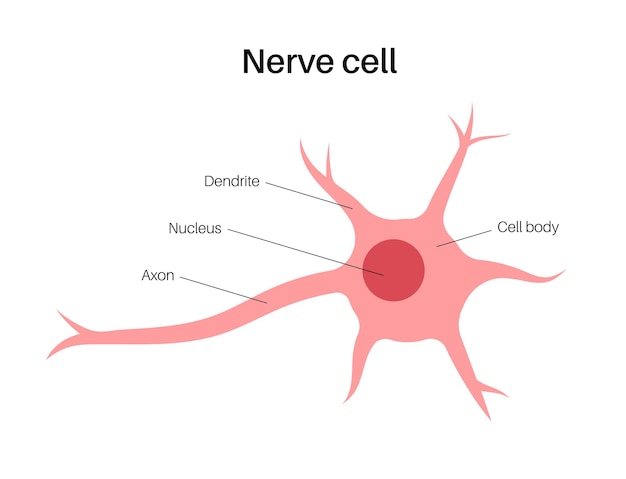 Vector neuron anatomie poster