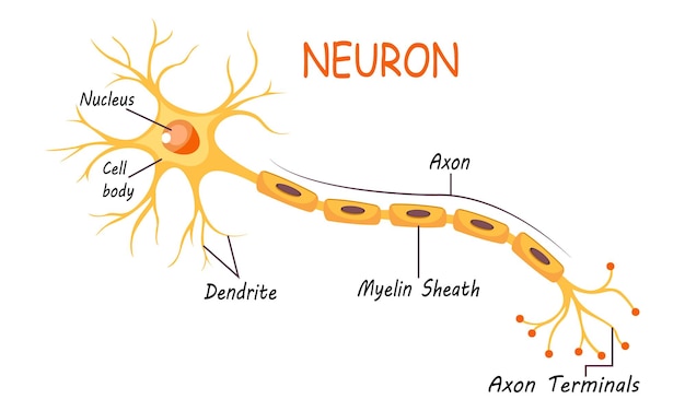 Vector neuron anatomy of human cell line art vector and illustration design neuron anatomy and human cell