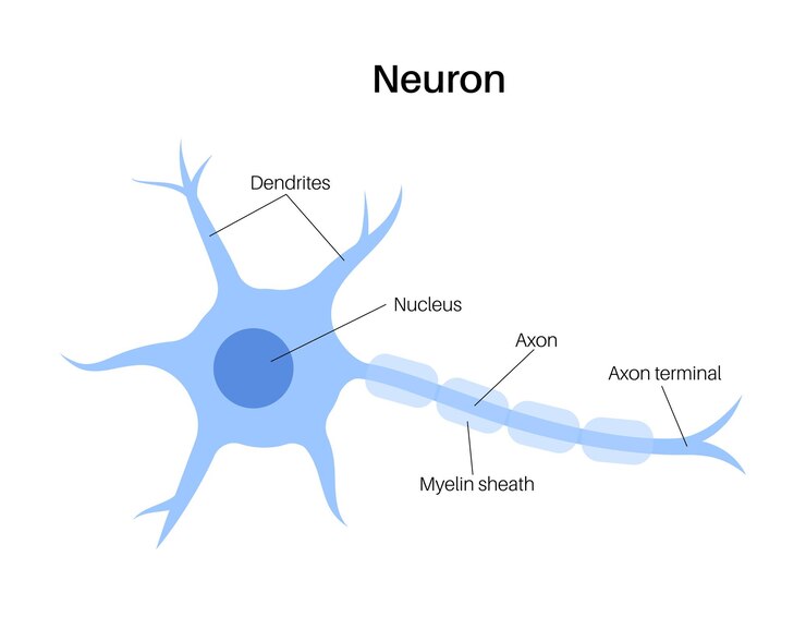 Vector neuron anatomy poster