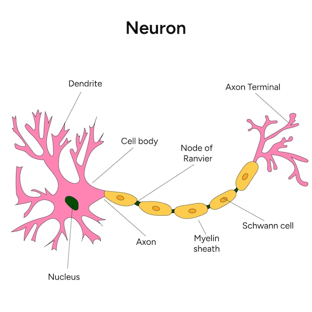 Infografica medica dei neuroni