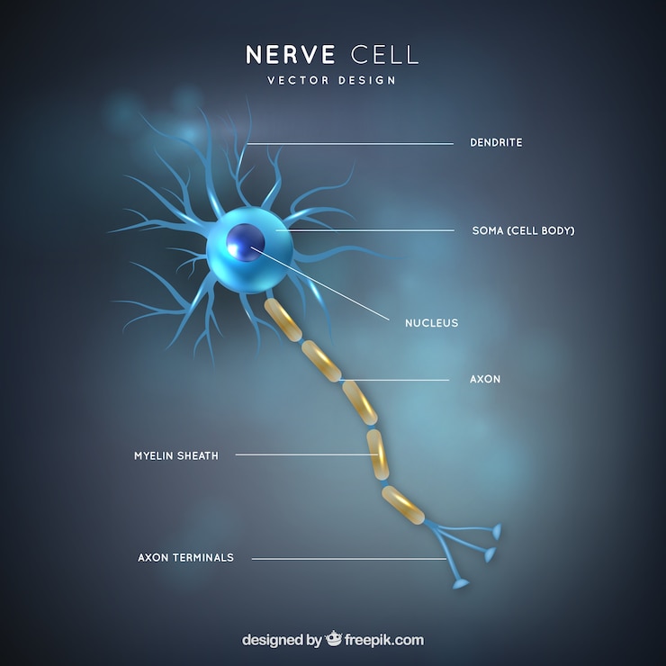 Vector neuron parts illustration