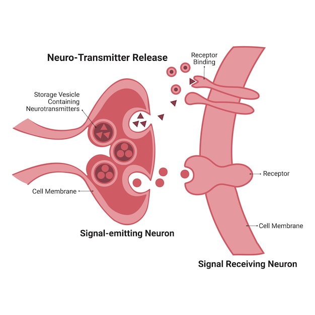 Neurotransmitter vrijgeven vectorillustratie