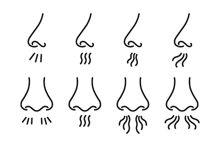 Vector neus en adem pictogram neusademhaling menselijk orgaan van de geur onaangename geur neus inhaleert geur set van overzicht pictogrammen vectorillustratie in lijnstijl op witte achtergrond bewerkbare beroerte