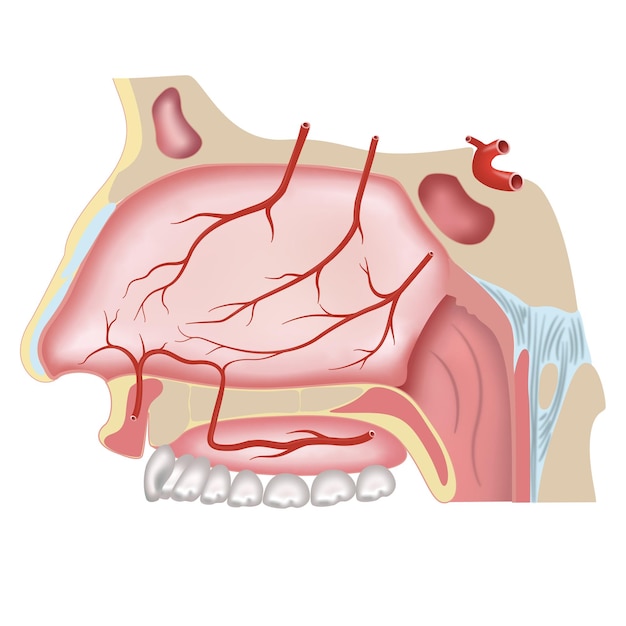 Vector neusholte en slagaders