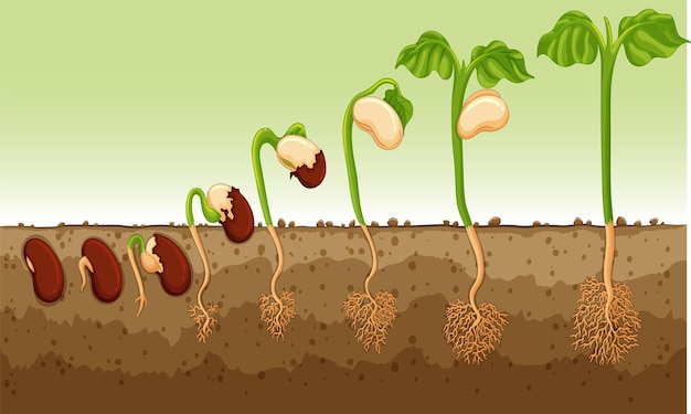 New Diagram showing plant growing on white background illustration