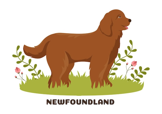 Vector newfoundland dog animals with black brown or landseer color in flat style cartoon illustration