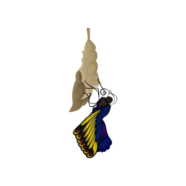 Vettore farfalla appena nata sul bozzolo bellissimo insetto volante con ali blu-gialle luminose tema natura elemento grafico per libro educativo design piatto colorato vettoriale isolato su sfondo bianco