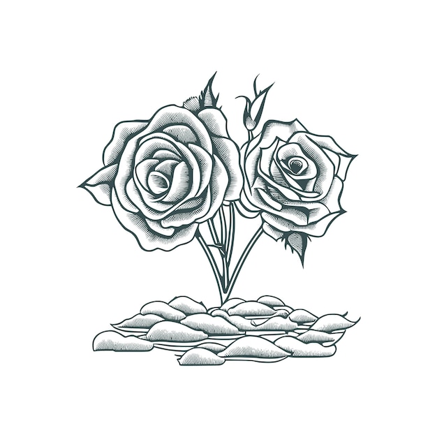 Nice Roses Line art Vector Roses Coloring book