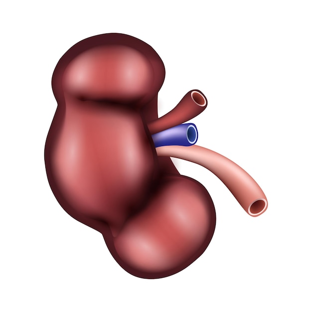 Nier van menselijk urologisch systeem Realistisch ontwerp Geïsoleerde vectorillustratie