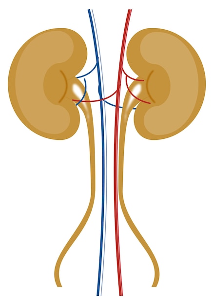 Vector nierstructuur in het menselijk lichaam