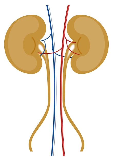 Nierstructuur in het menselijk lichaam