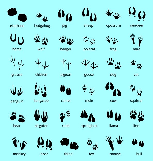 Nieuwe silhouetten van wilde en huisdieren en vogels met hun monochrome sporen geïsoleerd