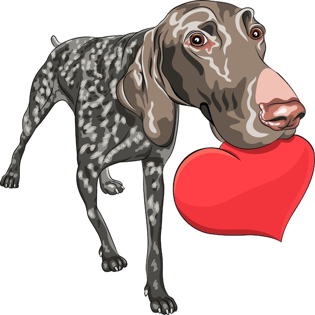 Vector nieuwsgierig lachende hond kurzhaar duitse korthaar pointer ras met een rood hart